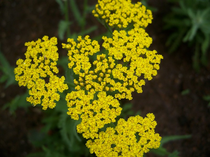 Yarrow 