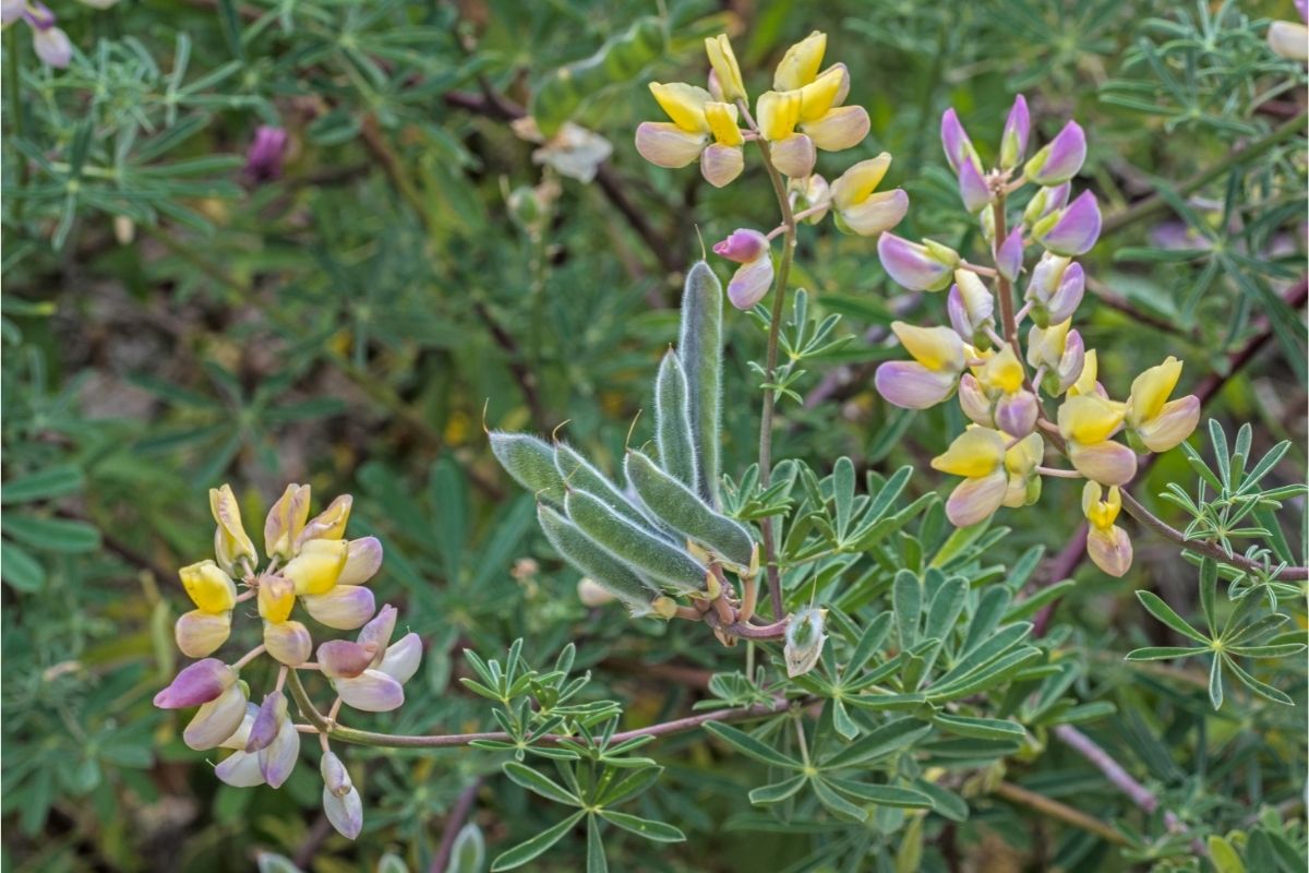 Yellow Bush (Lupinus Arboreus)