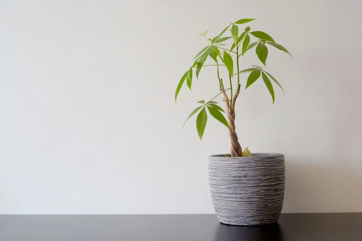 Coin Tree Colour In Money Tree Is Changing Color - Know the reason