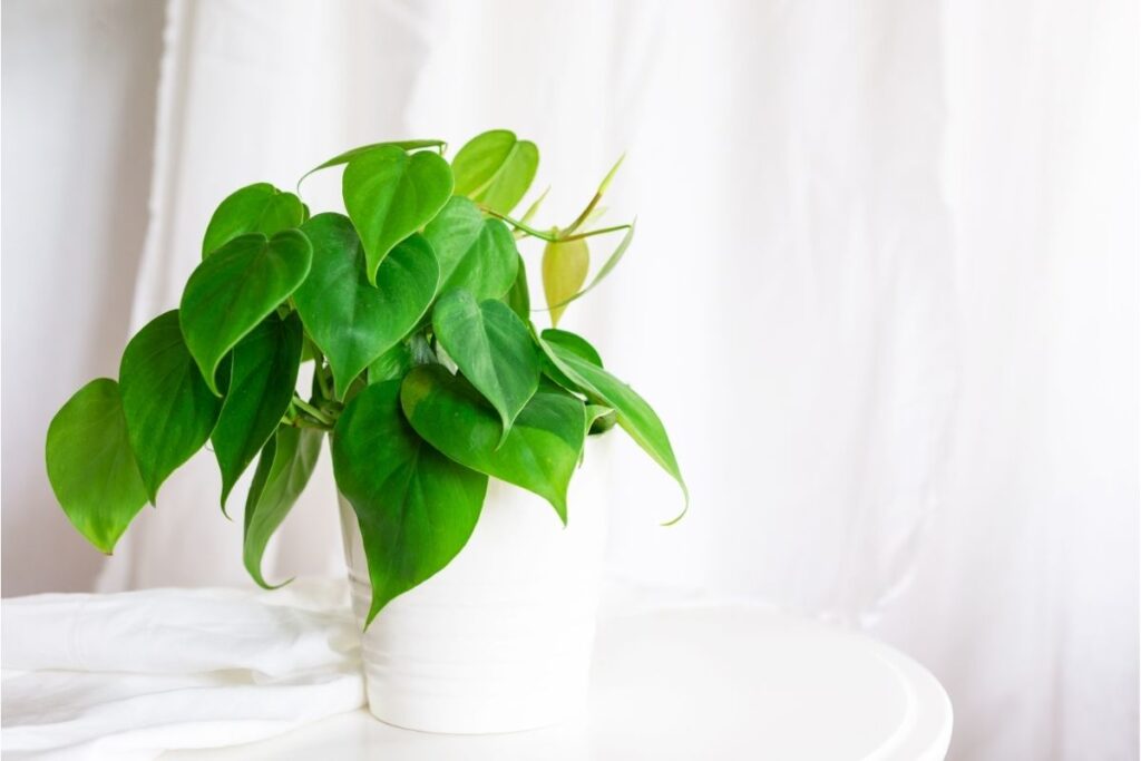 Yellow Goodbye! 7 Reasons Why Your Philodendron Is Changing Color