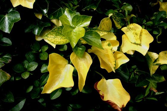 Yellow Ivory Plant