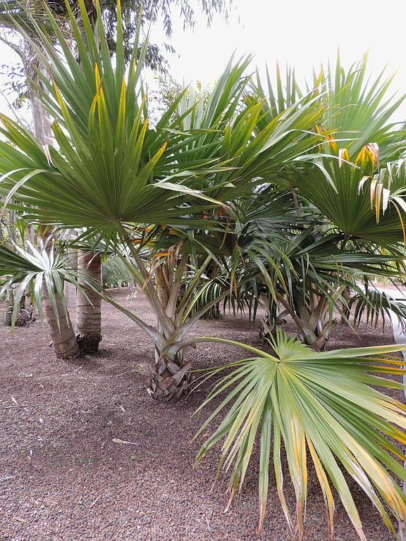 Yellow Latan Palm