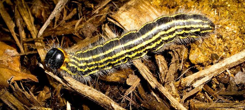 Yellownecked caterpillar
