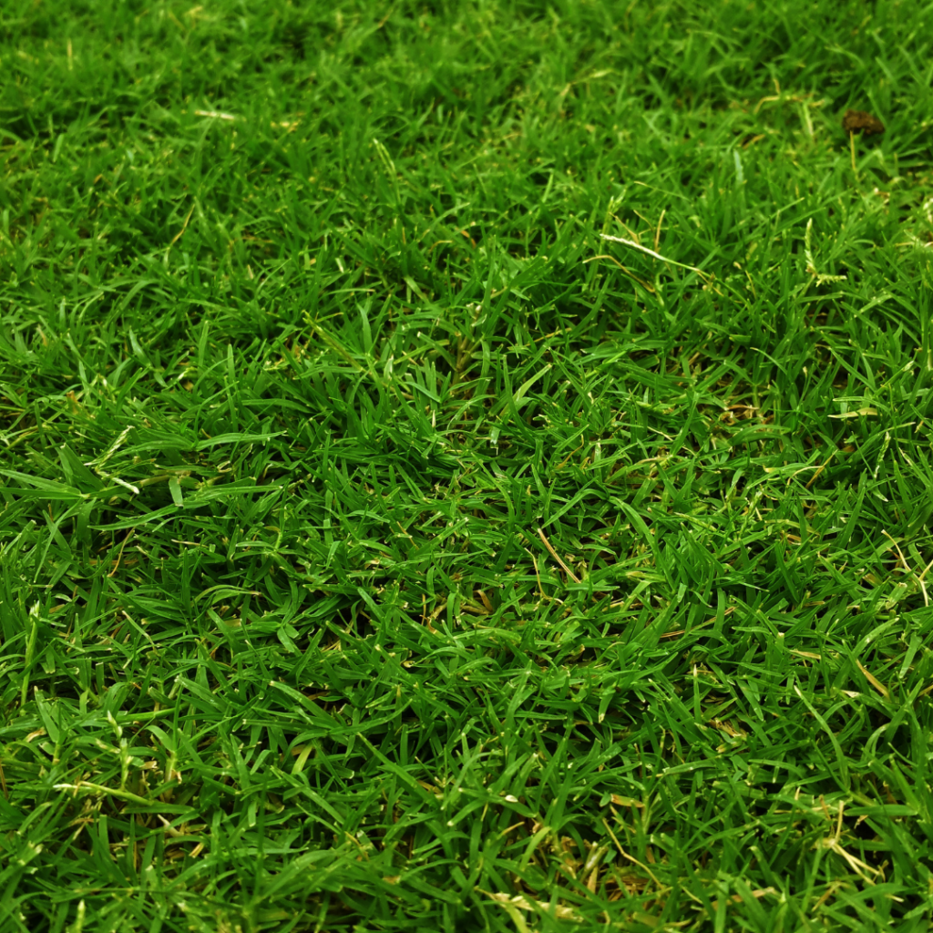 Zeon Zoysia Grass