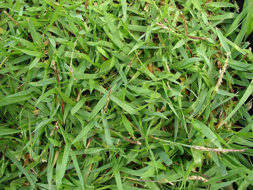 Zoysia grass - shade tolerant grass