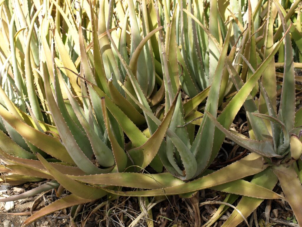 How to Save Your Aloe Plant