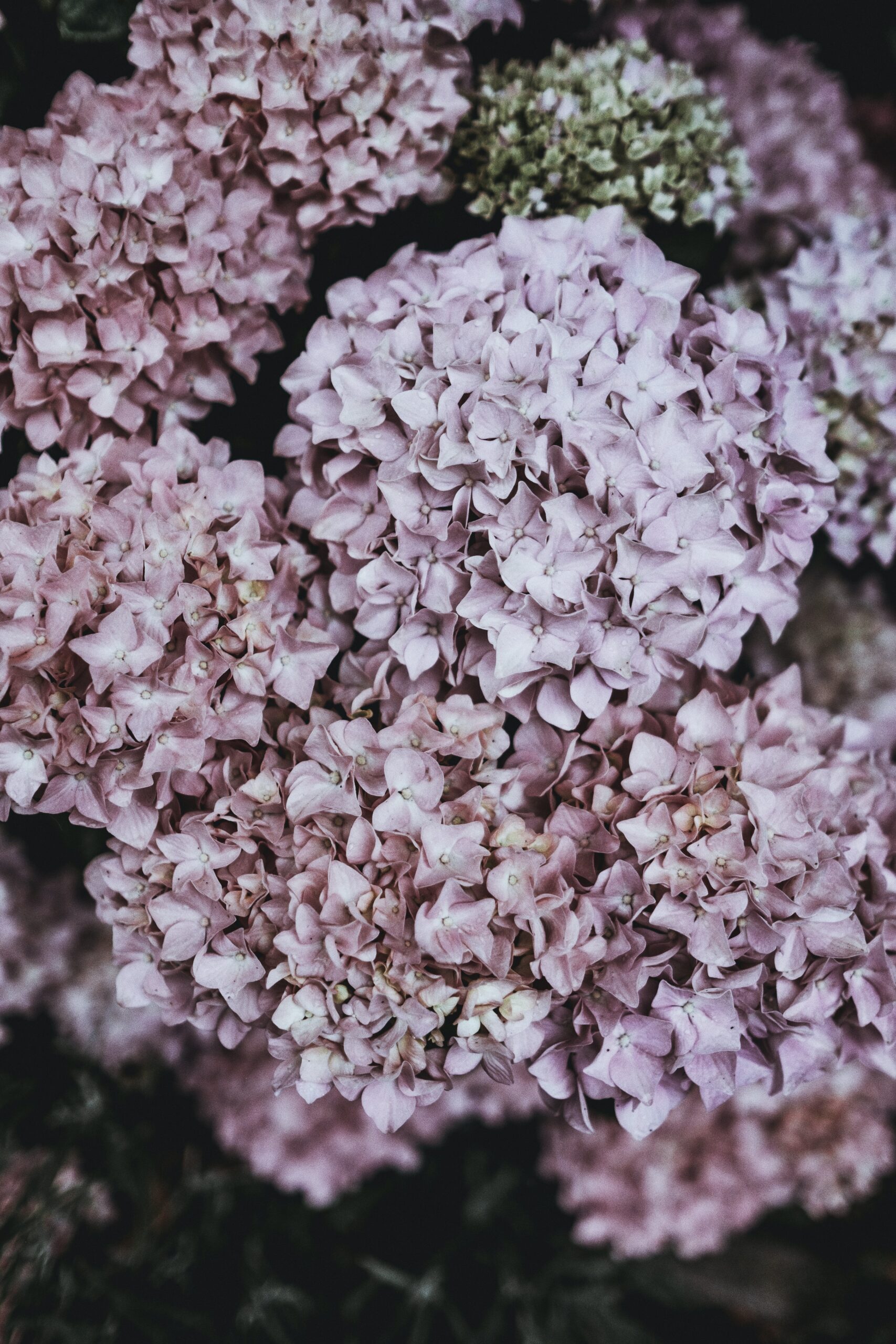 hydrangea how to save from turning brown