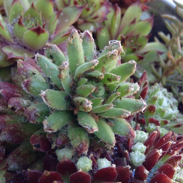 Aphids on succulents