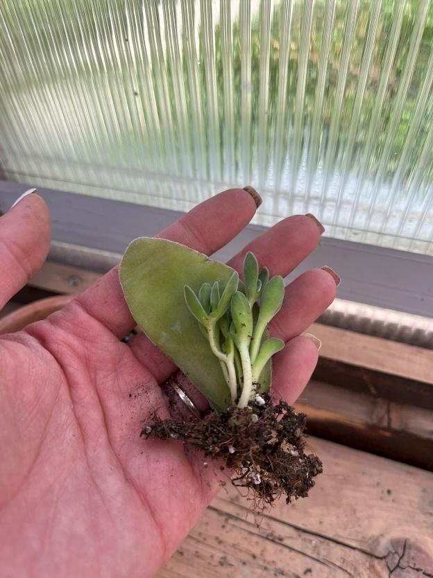 Baby succulent