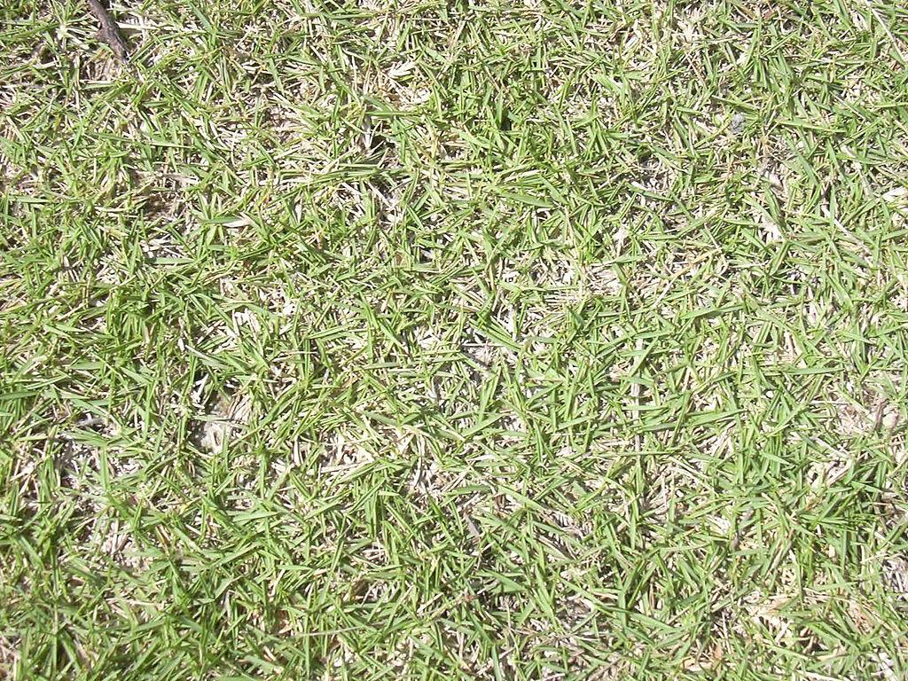 how to get bermuda grass to spread fast