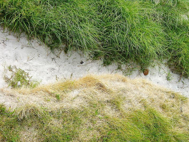 best grass for sandy soil