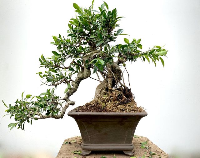 best indoor bonsai tree types how to care for them