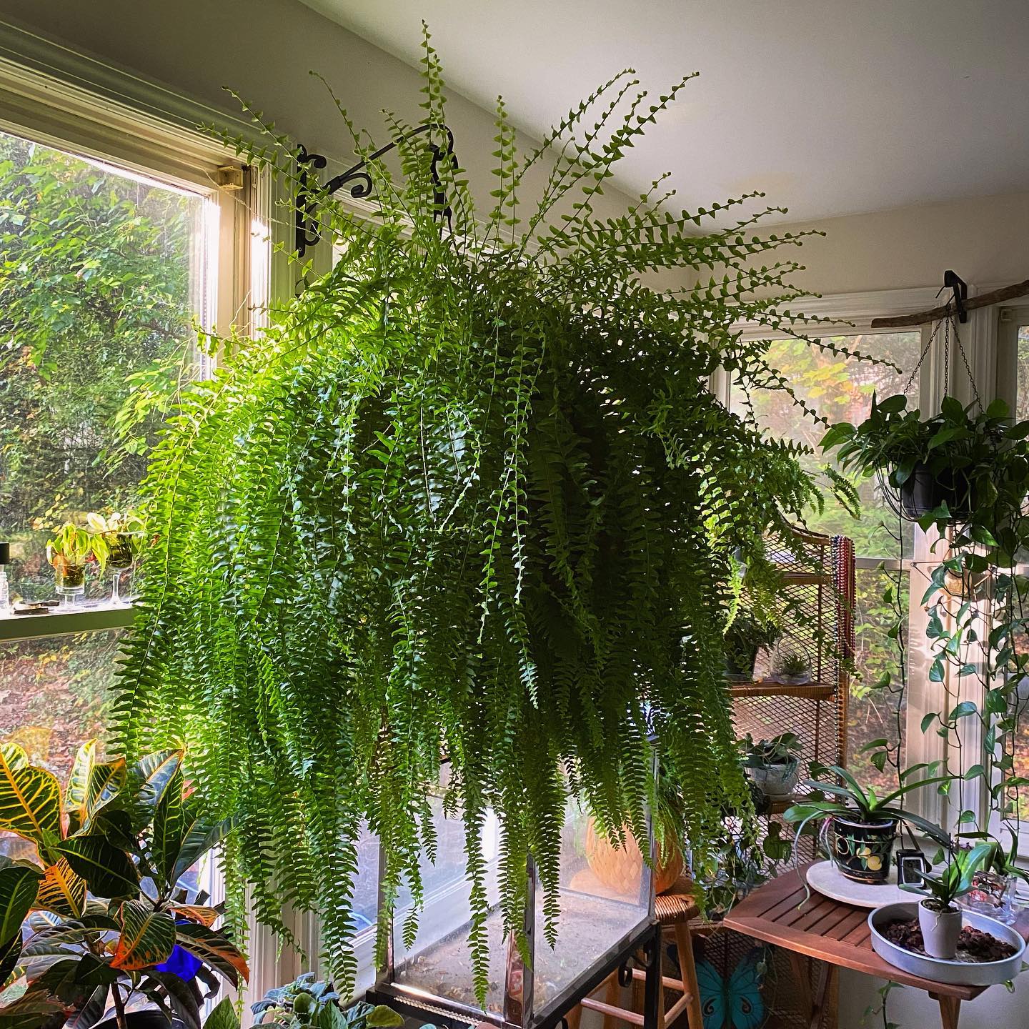 East Facing Windows Plants Top 10 Picks for Morning Sun