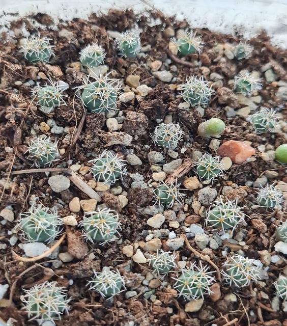 Cactus growth