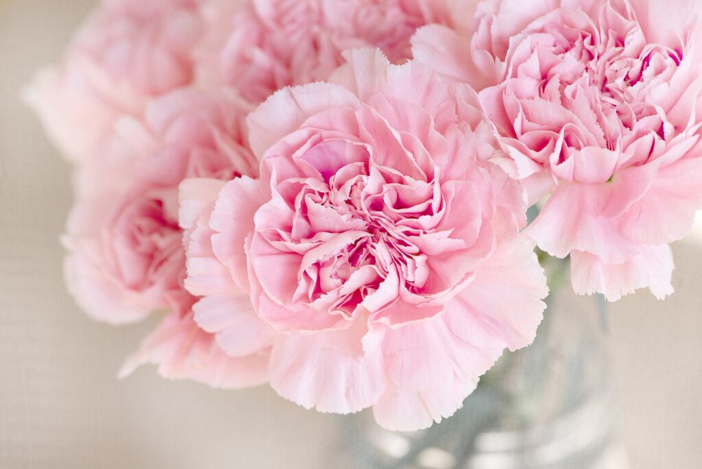 Pink Carnations 
