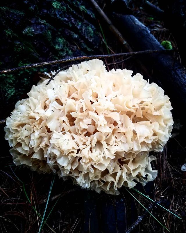 Cauliflower Mushrooms - types of edible mushrooms