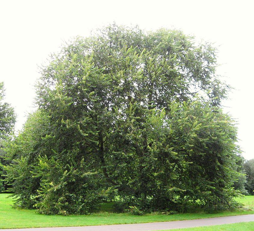 Cherry bark elm - types of elm trees