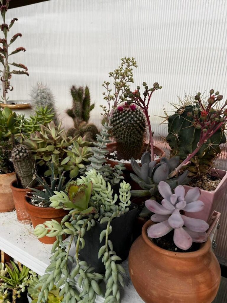 choosing the right pot for your succulents