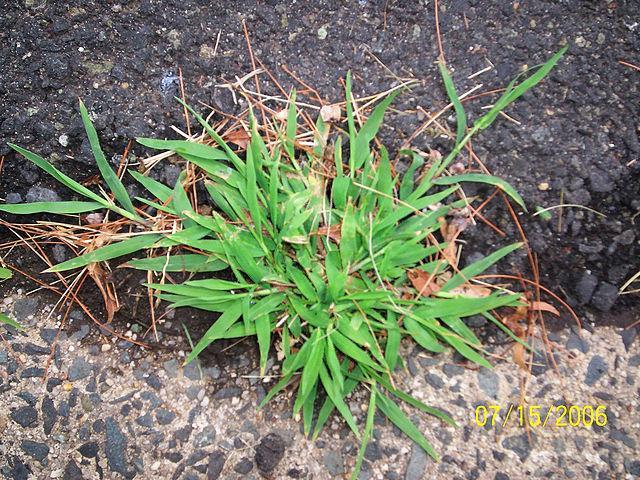 Crabgrass leaves - common weeds that look like grass