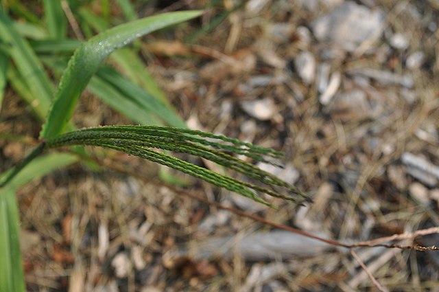Crabgrass - common weeds that look like grass