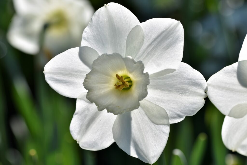 March Birth Flower