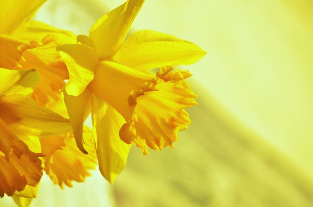 March Birth Flower