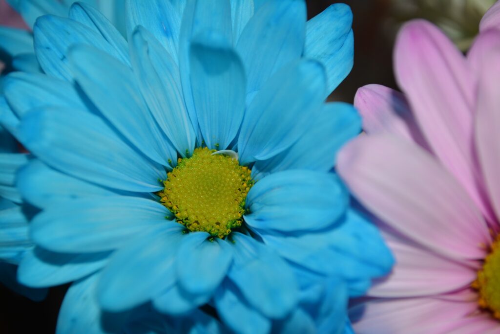 Tiffany Blue Flowers