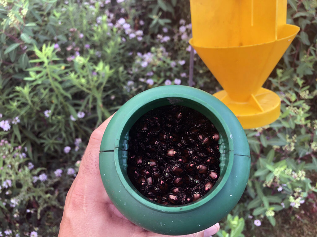 Dead beetles in Japanese beetle traps