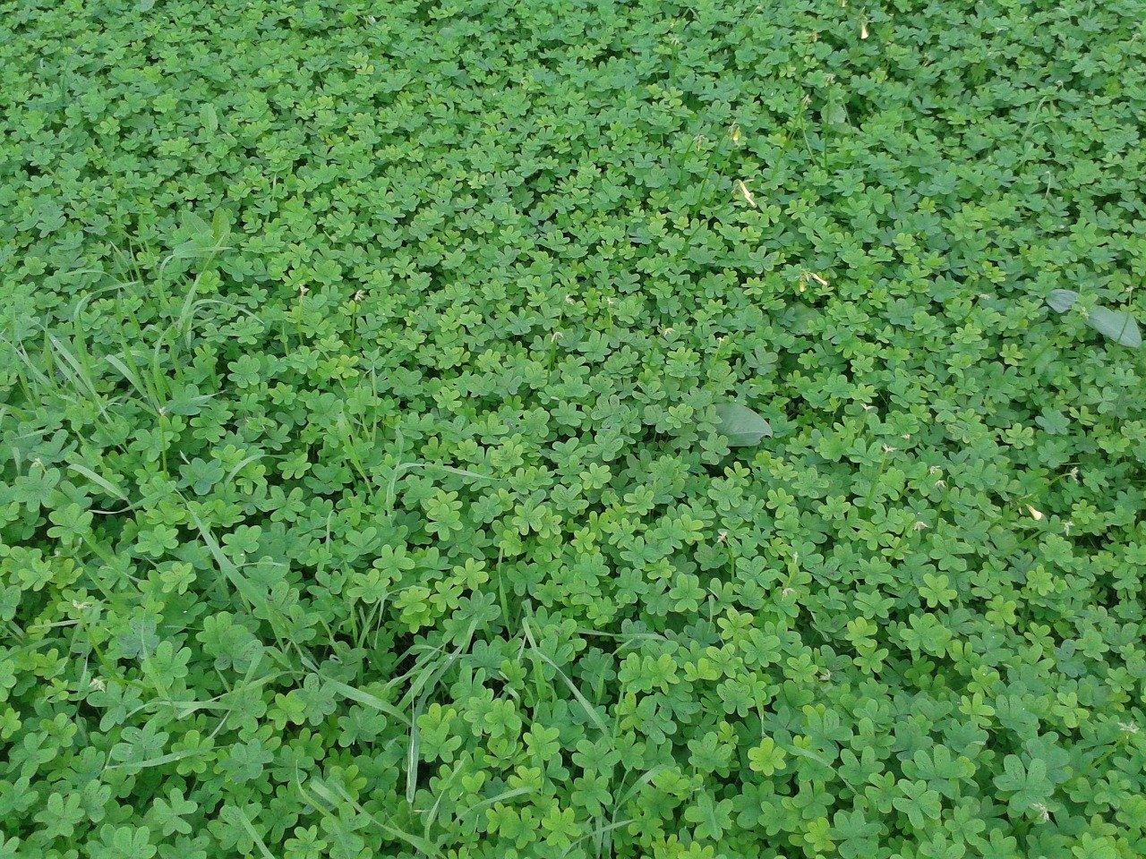 Dutch White Clover Lawn: Benefits And Maintenance Tips