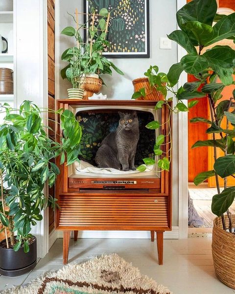 Easy cat safe plants