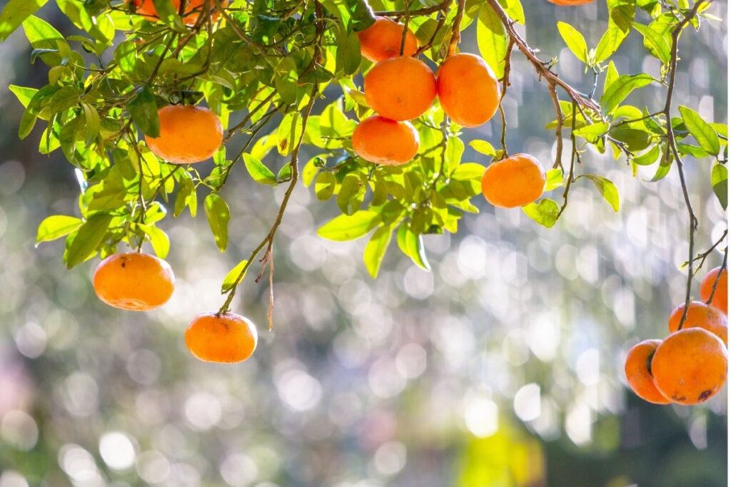 Types Of Tangerine Trees