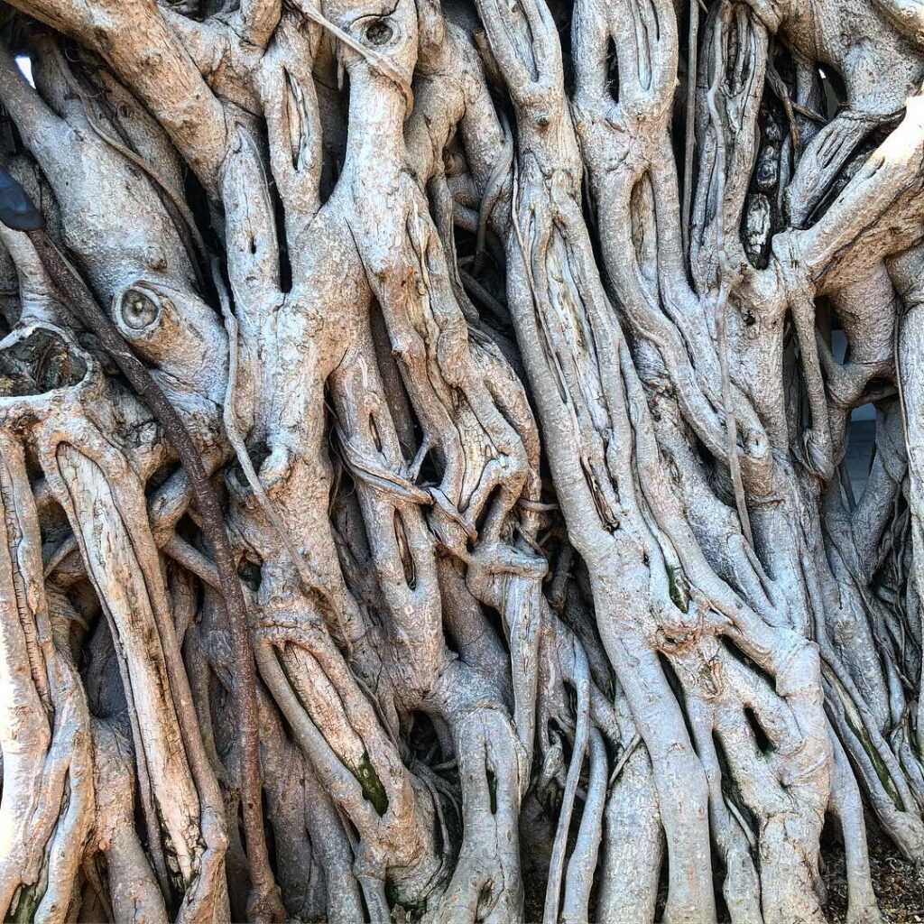 Oldest bonsai tree