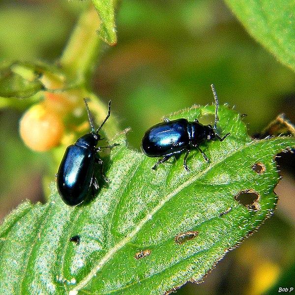 Flea beetles - what is eating my broccoli leaves