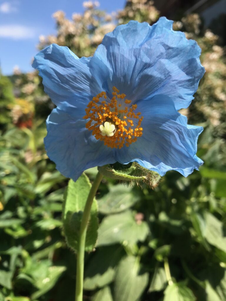  Himalayan Poppy