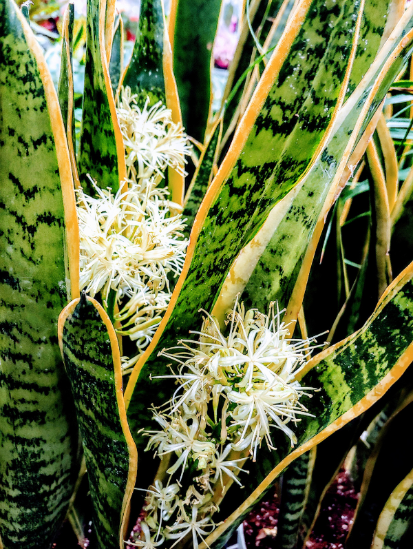 Snake Plant Flower Understanding And Encouraging Blooms Snake Plant Flower Understanding And Encouraging Blooms