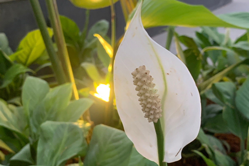 Flowering peace lily