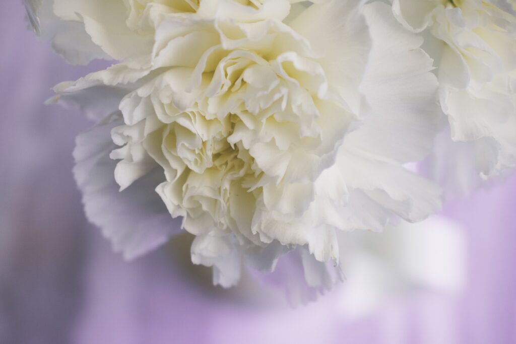 White Carnations 