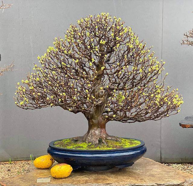 Fruit bearing bonsai tree
