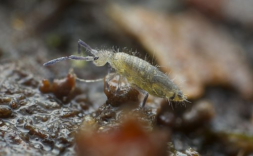 get rid of springtails in the soil