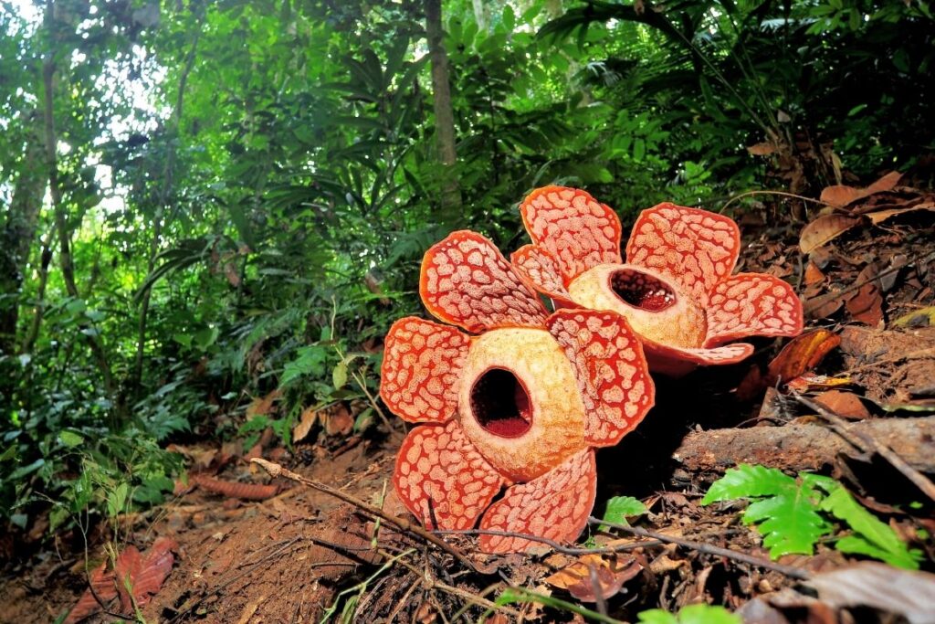 giant rafflesia Thai Flowers