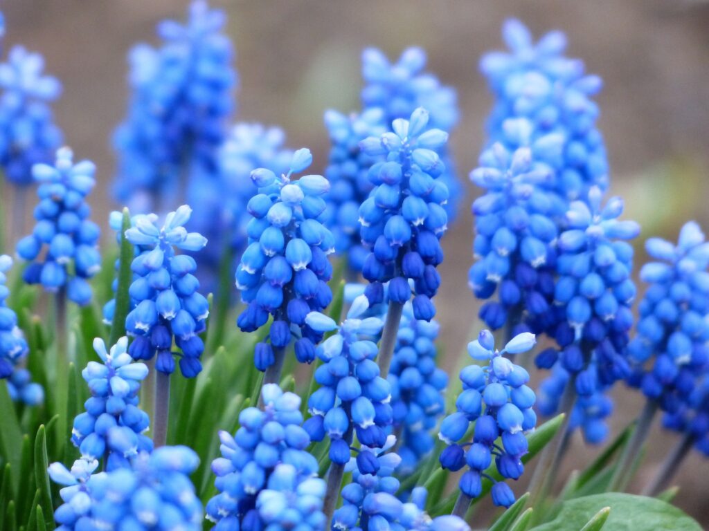 Sky Blue Flower