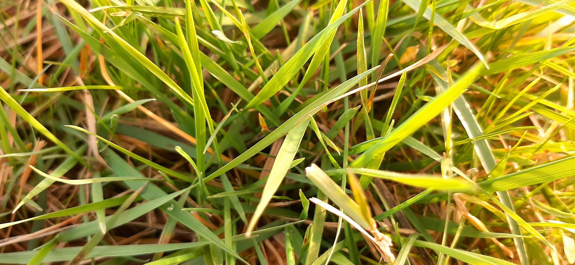 Grass Turning Yellow Causes And Solutions For Yellowing Lawns