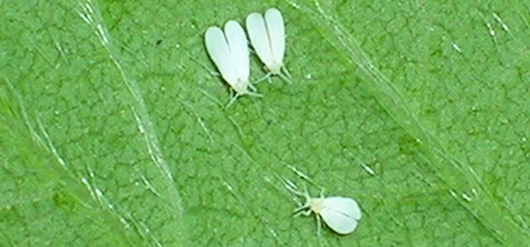 Greenhouse whitefly - how to kill whiteflies