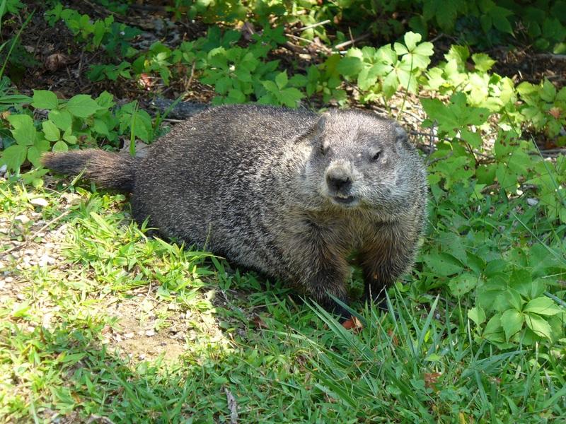 Groundhogs - what is eating my hostas