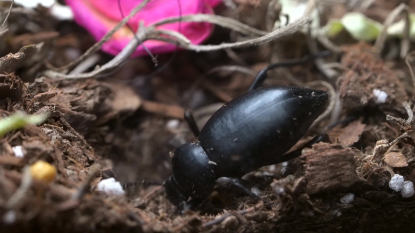 Habitat of darkling beetles