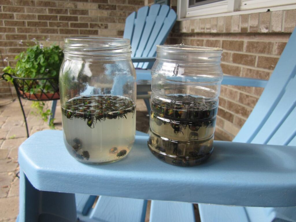 Handpicked beetles in a container