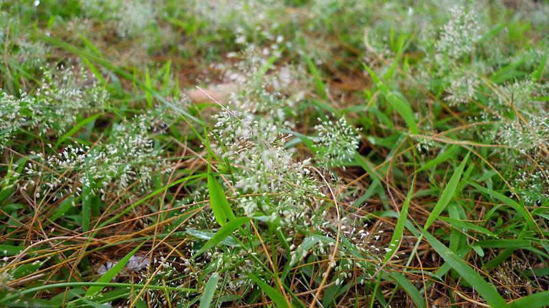 help my lawn is nothing but weeds