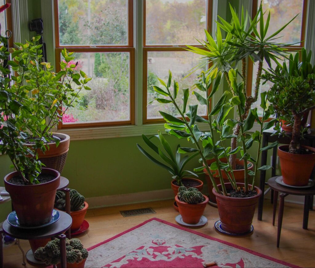 How to control houseplant pests