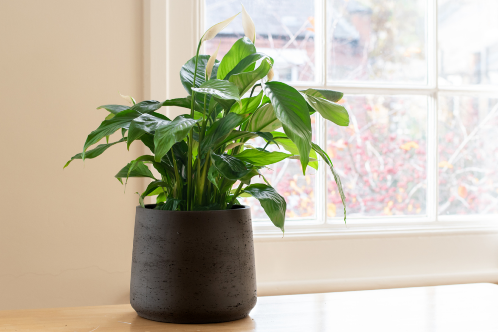 How do you care for a peace lily indoors