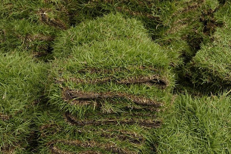 how fast does zoysia grass spread